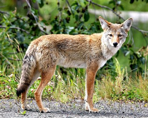 kayotes|Coyote: Characteristics, Diet, Facts & More [Fact Sheet]